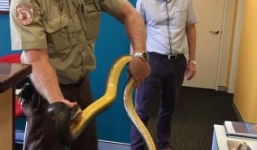 Trăn nước khổng lồ bất ngờ nấp sau cánh cửa