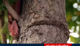 Cây du sống sót trong đại dịch nhờ vết thương sâu hoắm: Bài học hay dành cho con người!