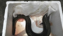 Đại gia Hà thành chi 50 triệu tậu 'thủy quái' sông Đà dài 1m5 về nhậu