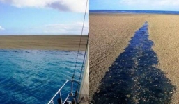 Phát hiện 'bãi cát' giữa biển, tới gần xem mọi người liền hoảng hốt tháo chạy