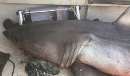 Cá mập trắng lớn bất ngờ 'bay' vào thuyền ngư dân Úc