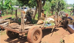 Cây cổ thụ đổ sập bất ngờ, 5 người thương vong