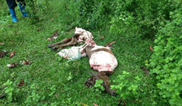 Trộm bò táo tợn rồi xẻ thịt ngay cạnh chuồng