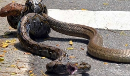 Hổ mang chúa đoạt mạng trăn gấm sau cú đớp 'tử thần'