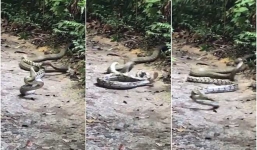 Hổ mang chúa đoạt mạng trăn bằng cú đớp tử thần