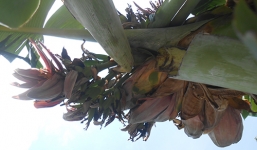 Cây chuối nở 21 hoa ở Thanh Hóa