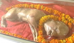 Con bê có phần đầu giống đầu người khiến người dân xôn xao