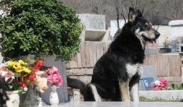 Những mẩu chuyện về chú chó trung thành khiến bạn phải bật khóc