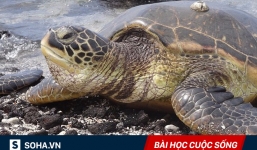 Cứu sống một con rùa biển, 60 năm sau, gia đình nhận được báo đáp nằm ngoài tưởng tượng