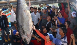 Bắt được cá ngừ vây xanh nặng 240kg ở Trường Sa