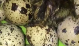 Mua trứng cút lộn về ăn giữa ngày nóng kỷ lục, cô bé 15 tuổi bất ngờ trở thành 'mẹ đơn thân'