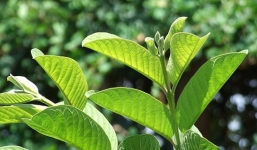 Tác dụng kỳ diệu của lá ổi