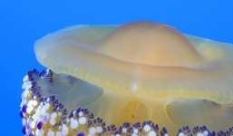 Thấy quả trứng chiên kỳ lạ trôi dưới lòng đại dương, nhiếp ảnh gia giật mình khi lại gần