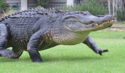 Cá sấu khổng lồ huyền thoại nghênh ngang dạo quanh sân golf