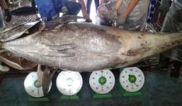 5 ngư dân vật lộn hơn 1 tiếng bắt cá ngừ “khủng” nặng 280 kg