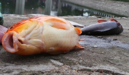 Cá lại chết trắng mặt hồ Hoàng Cầu sau đúng 1 năm