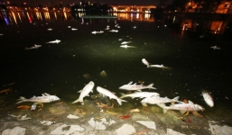 Nguyên nhân cá chết hàng loạt trên hồ Hoàng Cầu sau đúng 1 năm