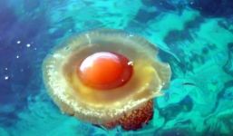 Thấy quả trứng chiên kỳ lạ trôi dưới lòng đại dương, nhiếp ảnh gia giật mình khi lại gần