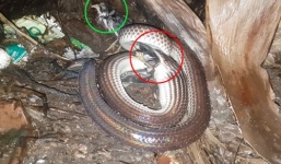 Rắn hổ trâu bắt gà ăn thịt ngay trong vườn nhà ở Đồng Nai