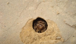 Loài côn trùng khiến người Mỹ sợ hãi nhưng người Việt lại đem chúng lên bàn ăn