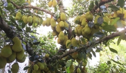 Ngắm cây mít gần 500 quả, sai từ gốc tới ngọn ở Quảng Ngãi 