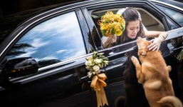Khoảnh khắc cún cưng chạy theo xe hoa bịn rịn tạm biệt cô chủ trong ngày cưới đầy xúc động