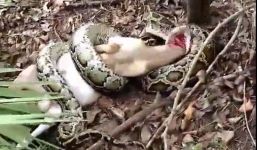 Lão nông rút súng bắn chết trăn khổng lồ ăn thịt gia súc