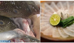 Hành trình gian nan để các bếp trưởng Nhật Bản được phép chế biến cá nóc - một trong những loài cá độc nhất thế giới