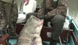 Cần thủ phấn khích vì câu được 'thủy quái' to như người