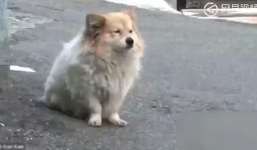 Cảm động chú chó trung thành đợi chủ suốt 3 năm không biết chủ sẽ không trở về