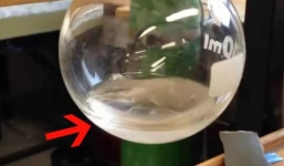 Thí nghiệm vui: Nước có thể sôi và đóng băng cùng lúc