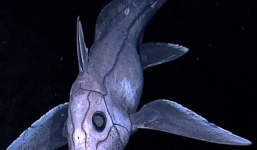 Loài cá bí ẩn nhất đại dương này có thể lưu trữ tinh trùng 3 năm để đẻ dần