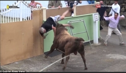 Mải quay phim, người đàn ông bị bò tót điên cuồng húc bay lên trời