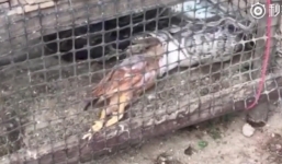 Trăn tham ăn phải nhả mồi đã nuốt chửng vào bụng để thoát thân