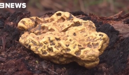 Lão nông đổi đời vì đào được cục vàng 4,3kg, bán giá 8 tỷ