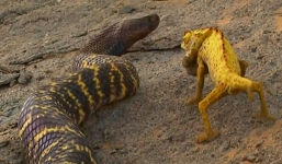 Cuộc chiến không cân sức: Tắc kè hoa ác chiến với rắn hổ mang ngựa vằn