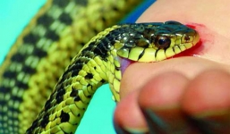 Người đàn ông quay sang cắn vợ sau khi bị rắn độc cắn