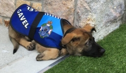 Chú chó nghiệp vụ bị sa thải vì thích làm quen với người lạ