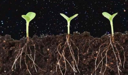 Trung Quốc lên kế hoạch trồng khoai tây và nuôi giun trên mặt trăng vào năm 2018