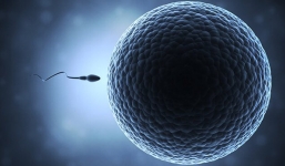 Dựa theo bài thuốc cổ của Trung Hoa, các nhà nghiên cứu Mỹ tìm ra loại thuốc tránh thai tự nhiên