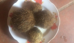 Nghệ An: Mổ lợn nái, bất ngờ phát hiện 4 dị vật nghi trư sa quý hiếm