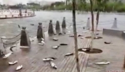 Cả đàn cá mè lao lên bờ 'tự sát tập thể' vì một cuộc thi hát