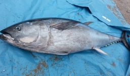 Bắt được hai quái ngư vô giá, ngư dân bị sốc khi biết lai lịch của nó