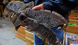 Sự thật tàn nhẫn đằng sau vật lạ màu đen được du khách tìm thấy trên phố ở Philippines