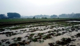 Thái Nguyên: Học sinh bị sét đánh tử vong khi đang chăn bò