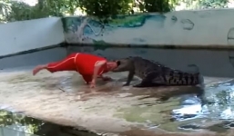 Rùng rợn cảnh cá sấu ngoạm đầu, quăng quật diễn viên xiếc
