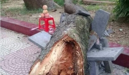 Nữ hiệu phó bị cành xà cừ rơi trúng đầu tử vong khi ngồi trong sân trường