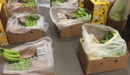 Hơn 2 tấn cocain giấu trong container chở chuối bị bắt giữ