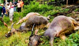 Mưa dông lớn, 4 con trâu bị sét đánh chết ở Điện Biên