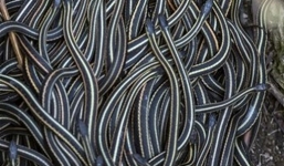 Hàng ngàn con rắn lúc nhúc cuộn vào nhau trong mùa giao phối 